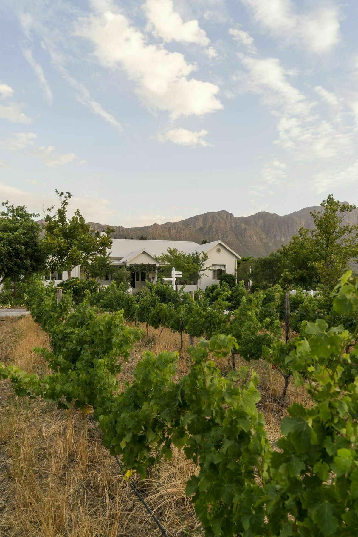 Cape Vue Country House Hotel Franschhoek Exterior foto